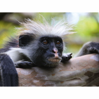 Sansibar Colobus Affe